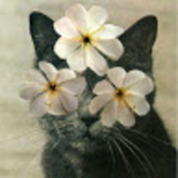 Meet your Posher, Christine - Picture 1 of 1